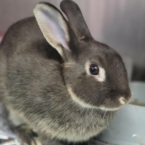 Chi Chi - Netherland Dwarf Rabbit