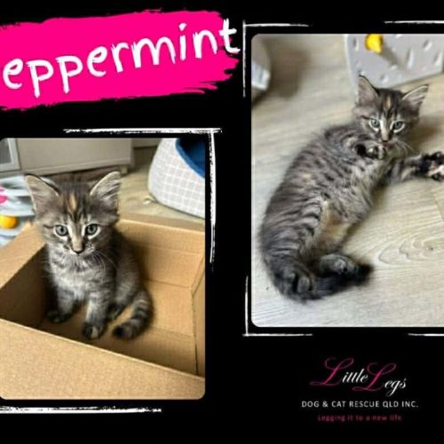 Peppermint  - Domestic Medium Hair (DMH) Cat