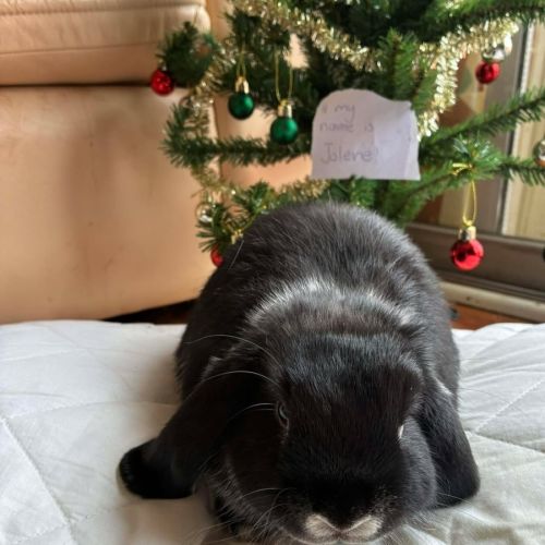 Jolene - Silver Marten Rabbit