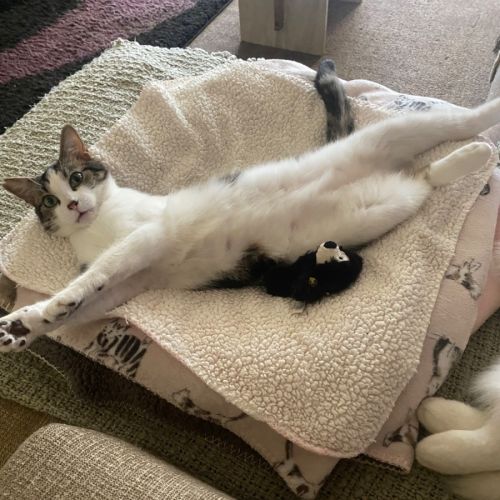 Bubba - Domestic Short Hair (DSH) Cat