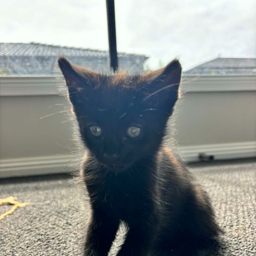 Walter - Domestic Short Hair (DSH) Cat