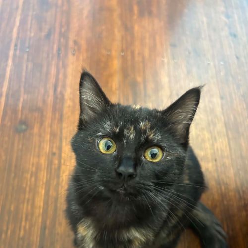 Crumby Biscuit - Domestic Short Hair (DSH) Cat