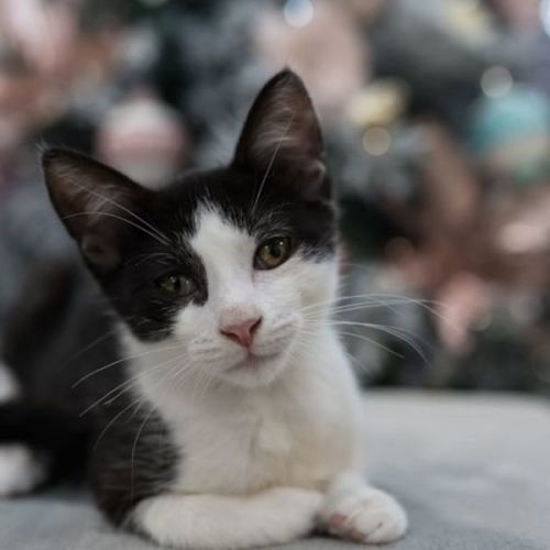 Jackson - Domestic Short Hair (DSH) Cat
