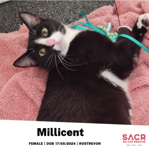 Millicent - Domestic Short Hair (DSH) Cat