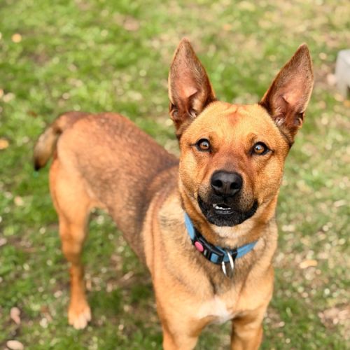 Deano - Australian Kelpie x Australian Cattle Dog
