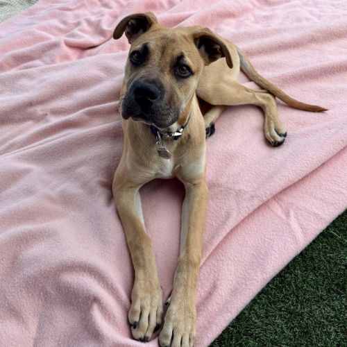 Sundae - Mastiff Dog