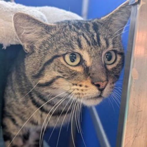 Samuel - Domestic Short Hair Cat