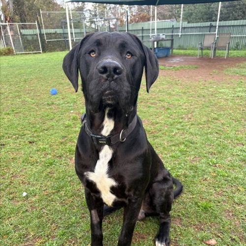 Boris - Great Dane Dog