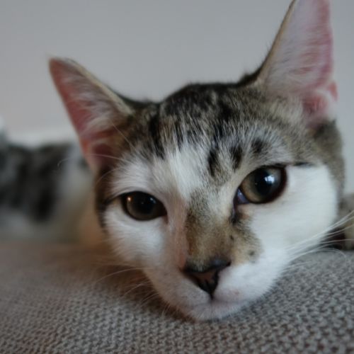 Leon - Domestic Short Hair (DSH) Cat