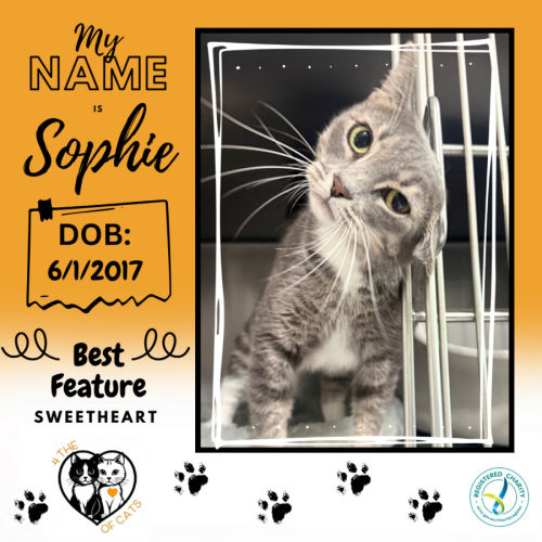 Sophie - Domestic Short Hair (DSH) Cat