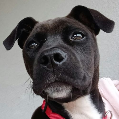 Hadiya - Staffordshire Bull Terrier Dog