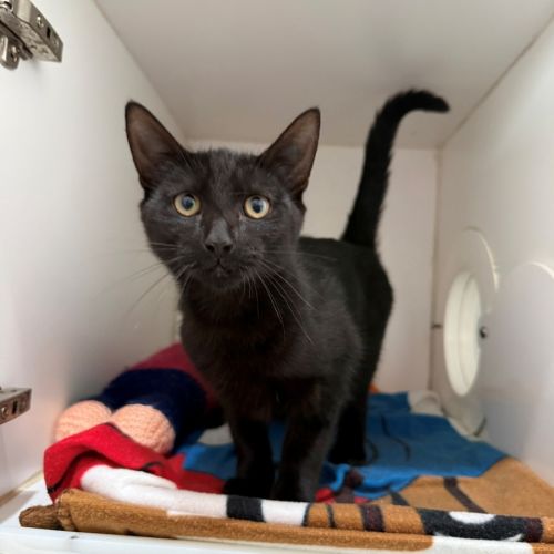 Domino - Domestic Short Hair (DSH) Cat