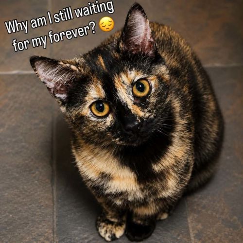 Queen Juliana - Domestic Short Hair (DSH) Cat