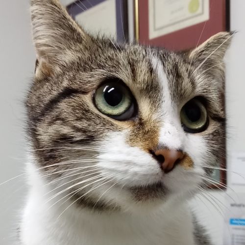 Cookie - Domestic Short Hair (DSH) Cat