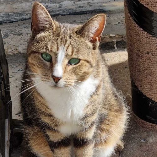 Chloe - Domestic Short Hair (DSH) Cat