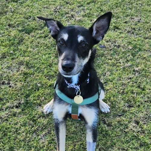 Compass - Australian Kelpie x Staghound Dog
