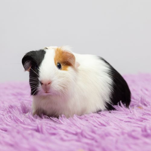Isabelle - Smooth Hair Guinea Pig