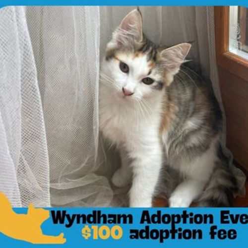 Sweet Pea - Domestic Short Hair Cat