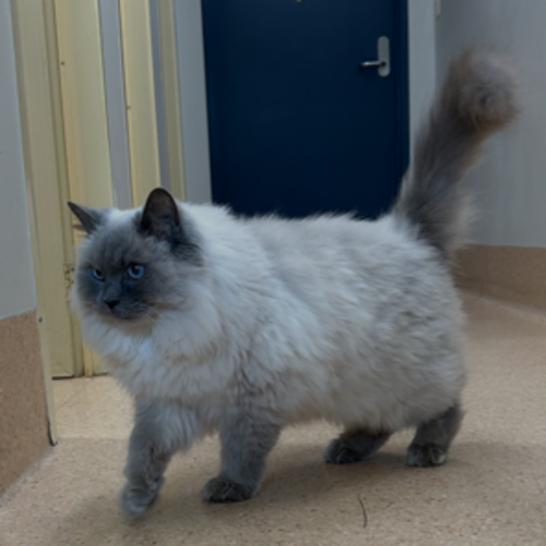 Coco - Ragdoll Cat