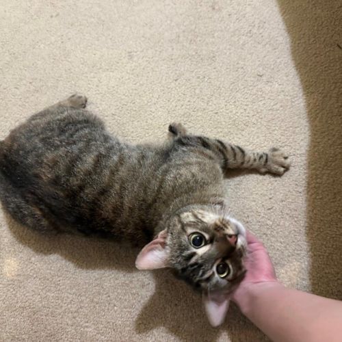 Aster Uffelman - Domestic Short Hair Cat