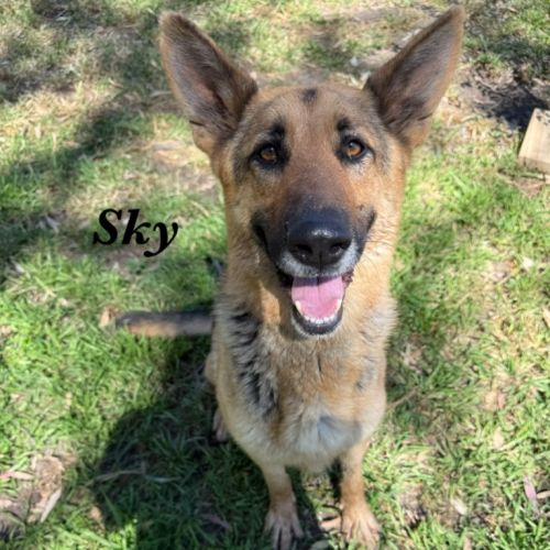 Sky - German Shepherd Dog