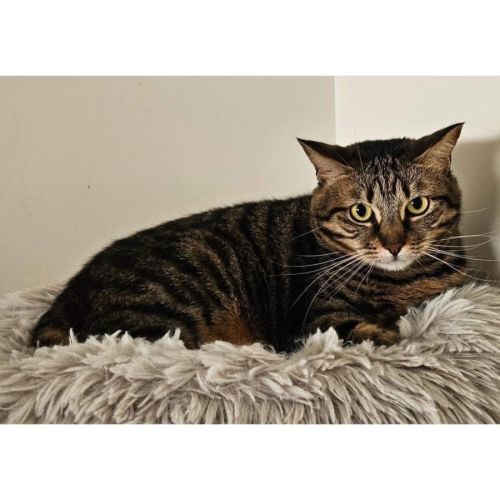 7009 - Lexi - Domestic Short Hair (DSH) Cat