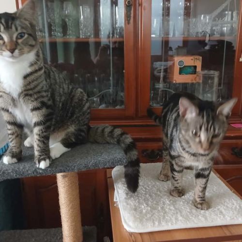 Arthur & Charles - Domestic Short Hair (DSH) Cat