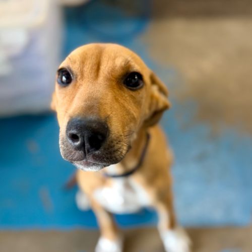 Mm - Mixed breed Dog