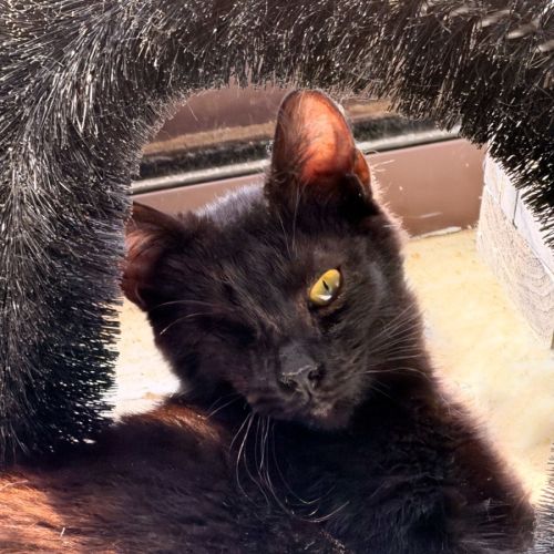 Popper - Domestic Short Hair (DSH) Cat