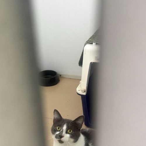 Grinch - Domestic Short Hair (DSH) Cat