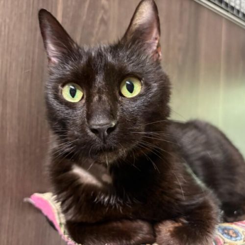 Peanut - Domestic Short Hair (DSH) Cat