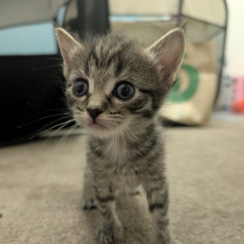 Lime - Domestic Short Hair (DSH) Cat