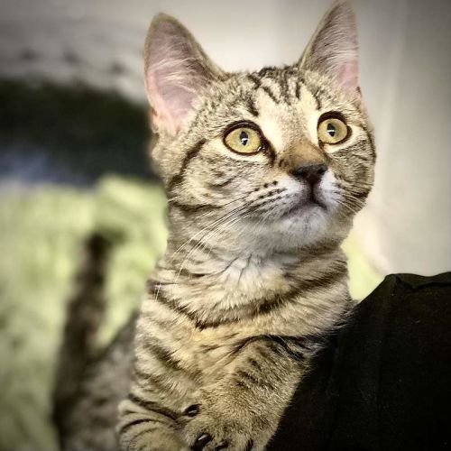 Leo - Domestic Short Hair (DSH) Cat