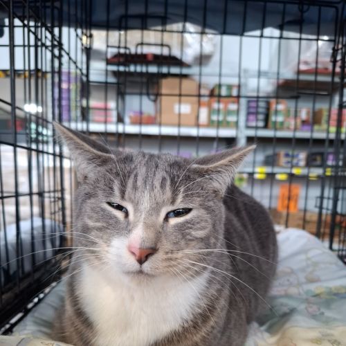 Ollie Bear - Domestic Short Hair (DSH) Cat