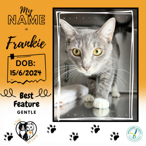 Frankie - Domestic Short Hair (DSH) Cat
