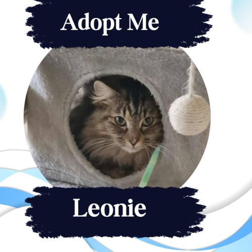 Leonie - Domestic Long Hair (DLH) Cat