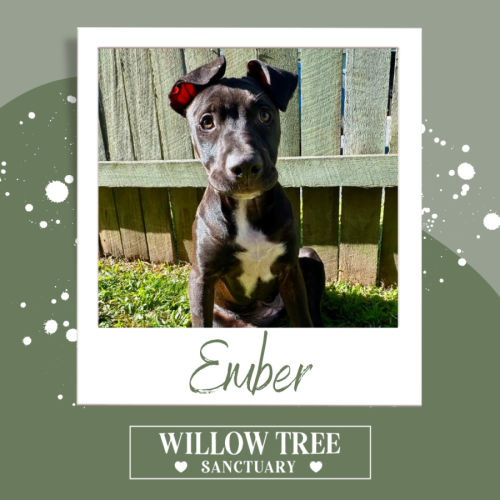 Ember - Boerboel Dog