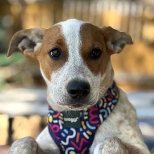 Bandit - Australian Cattle Dog