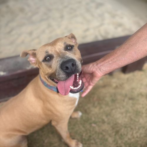 Milly - 1 Year Old Staffy X - American Staffordshire Terrier Dog