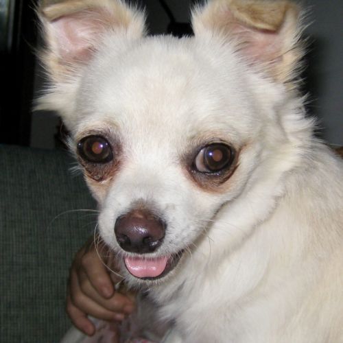 Spud - Chihuahua Dog