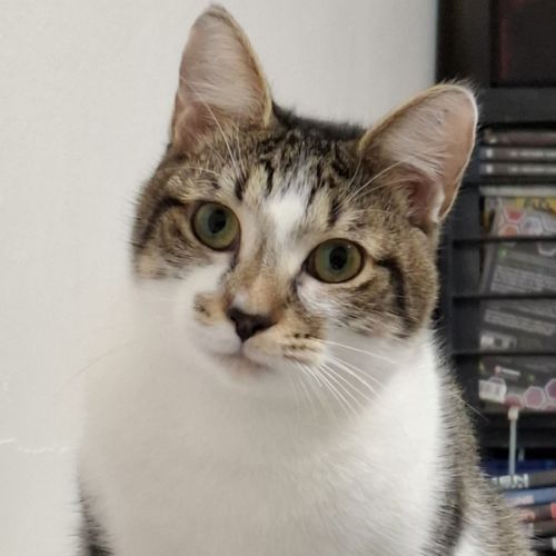Kickback - Domestic Long Hair (DLH) Cat