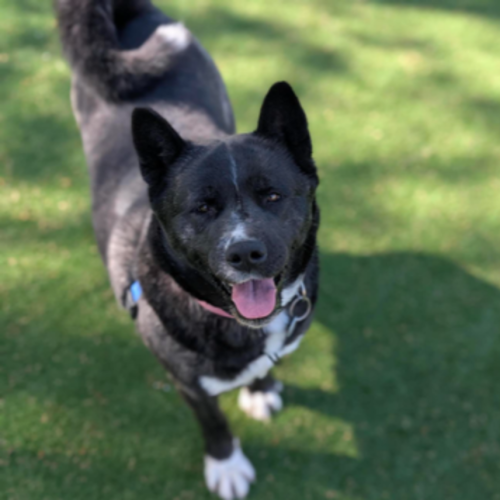 Lana  - Akita Inu Dog
