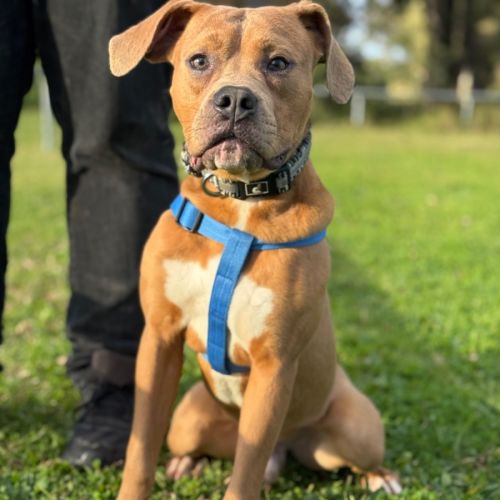 Oak - American Staffordshire Terrier Dog