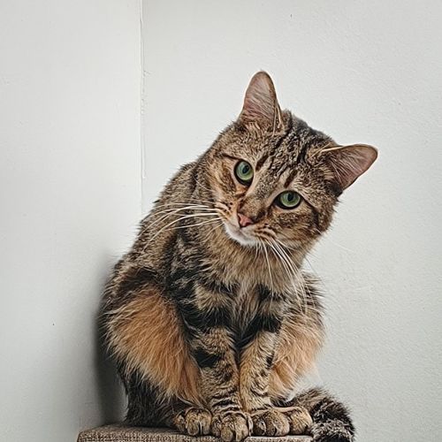 Mckenna - Domestic Short Hair (DSH) Cat