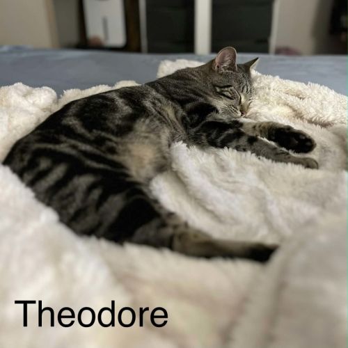 Theodore  - Domestic Short Hair (DSH) Cat