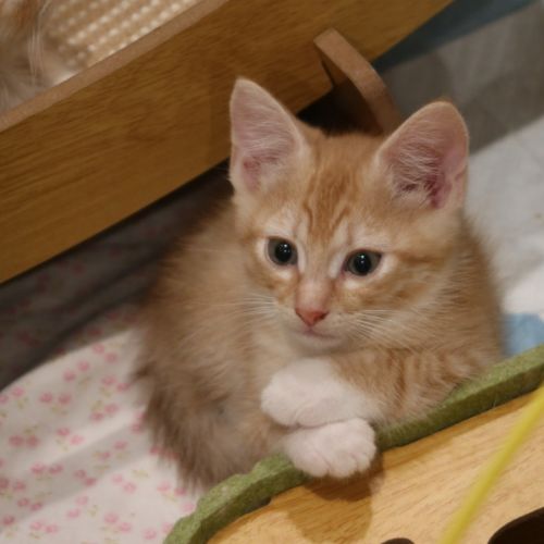 Cherry - Domestic Short Hair (DSH) Cat