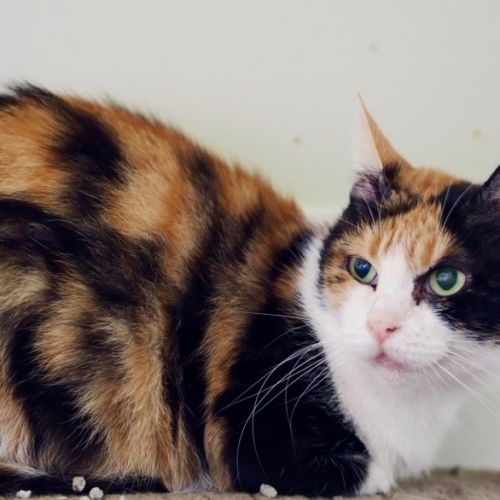 Reba - Domestic Short Hair (DSH) Cat