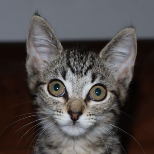 Brooke - Domestic Short Hair (DSH) Cat