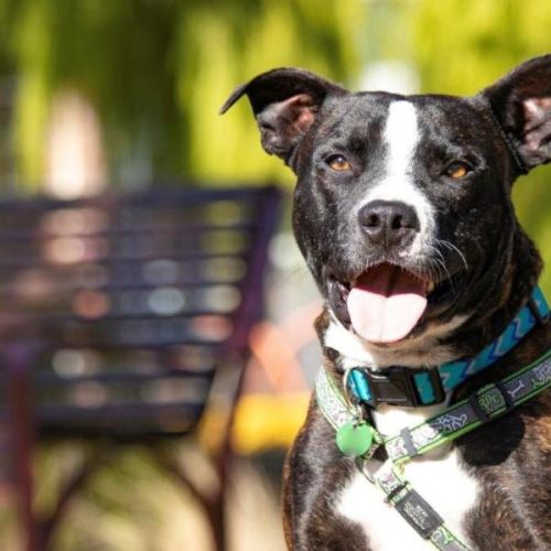 Hank Peggotty - Staffordshire Bull Terrier Dog