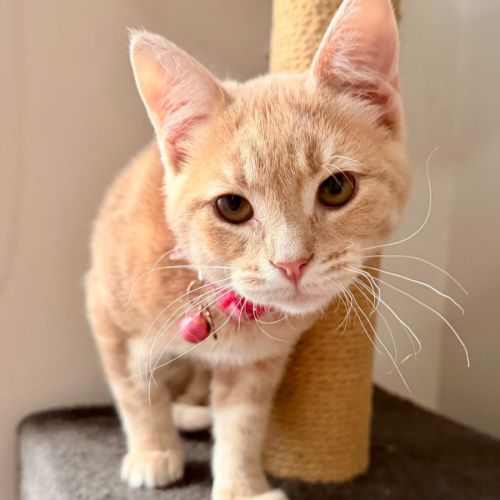 Tim Tam - Domestic Short Hair (DSH) Cat